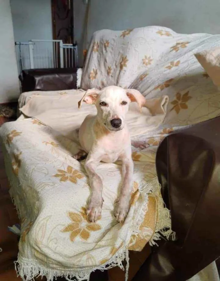 Cachorro raça SRD idade 2 a 6 meses nome Felicia