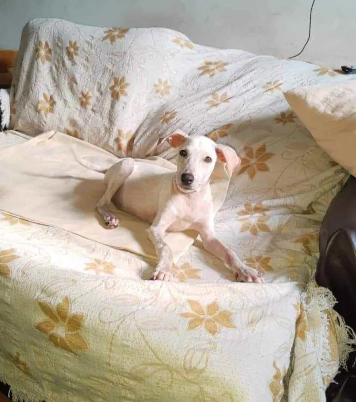 Cachorro raça SRD idade 2 a 6 meses nome Felicia