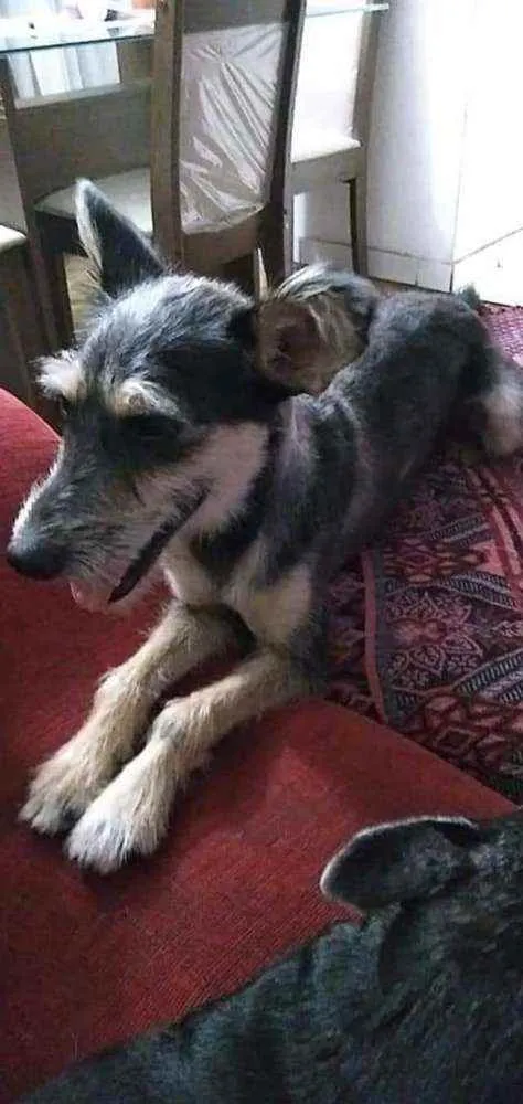 Cachorro raça SRD idade 1 ano nome Florzinha 