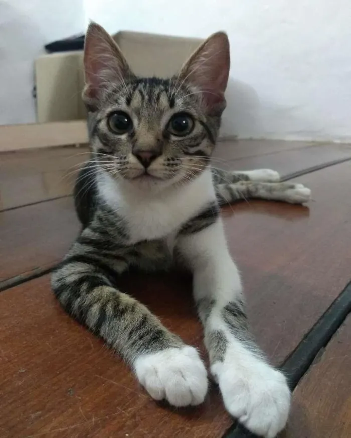 Gato raça SRD idade 2 a 6 meses nome Falco