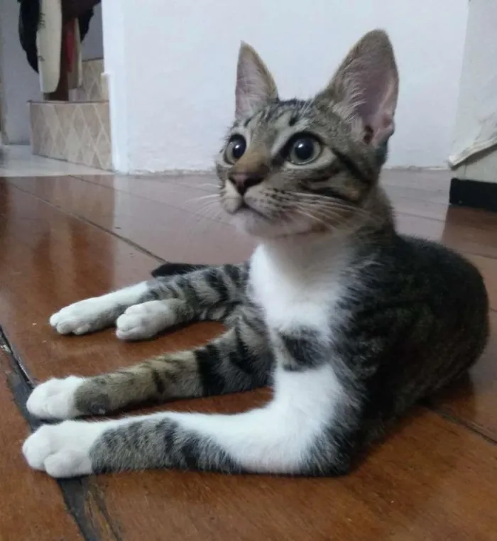 Gato raça SRD idade 2 a 6 meses nome Falco