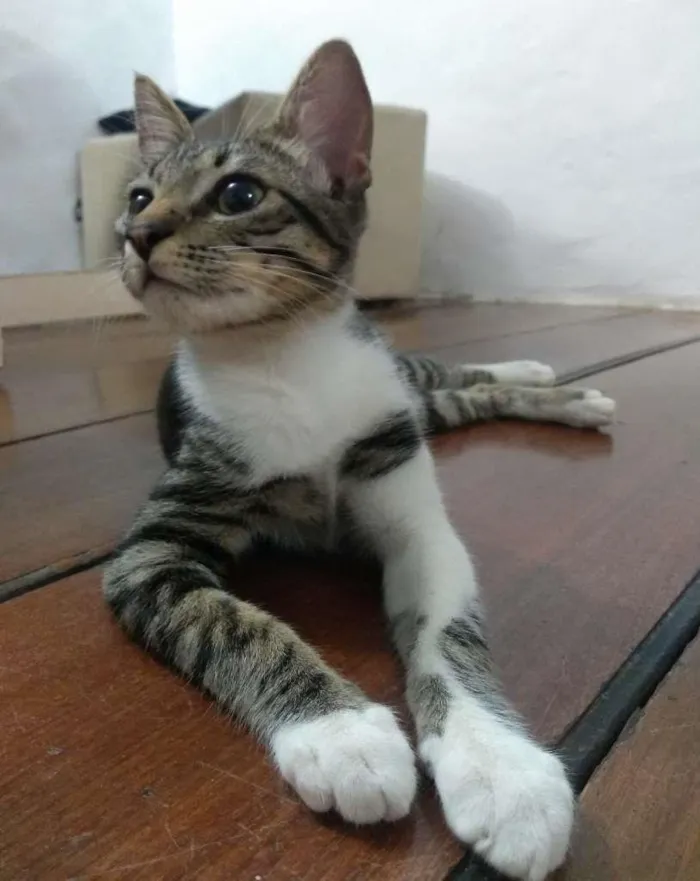 Gato raça SRD idade 2 a 6 meses nome Falco