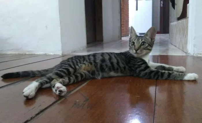 Gato raça SRD idade 2 a 6 meses nome Falco