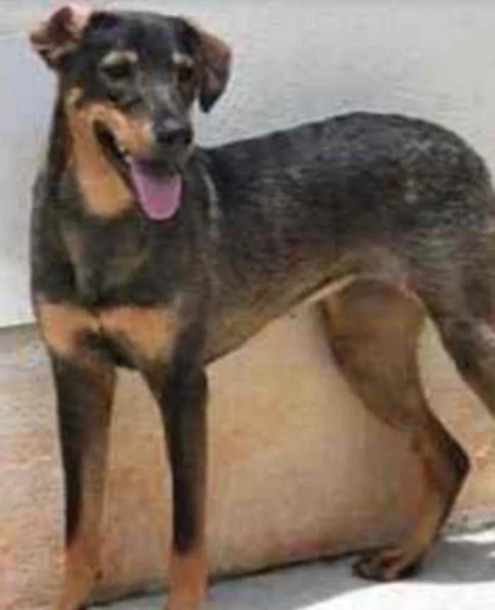 Cachorro raça Vira lata  idade 1 ano nome Mary 