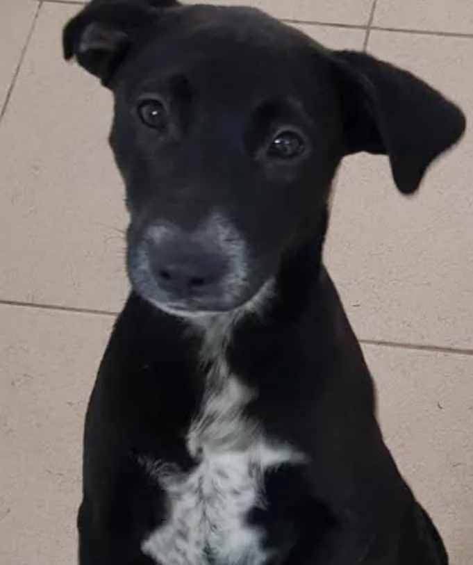 Cachorro raça  idade 1 ano nome Bebel