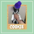 Cookie