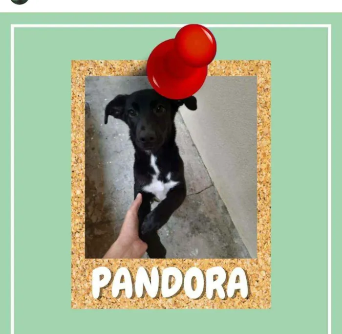 Cachorro ra a SRD-ViraLata idade 2 a 6 meses nome Pandora