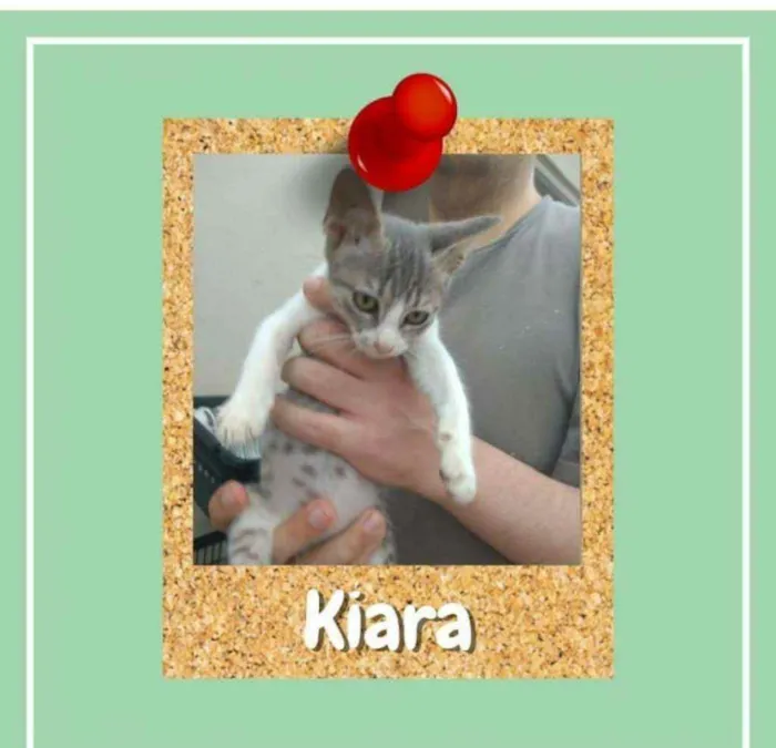 Gato ra a SRD-ViraLata idade 2 a 6 meses nome Kiara