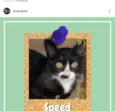 speed