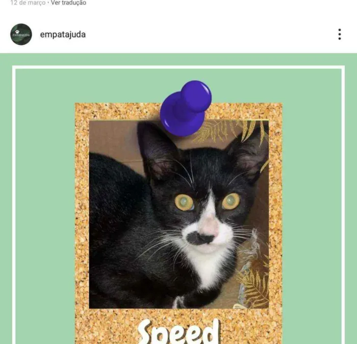 Gato ra a srd idade 2 a 6 meses nome speed