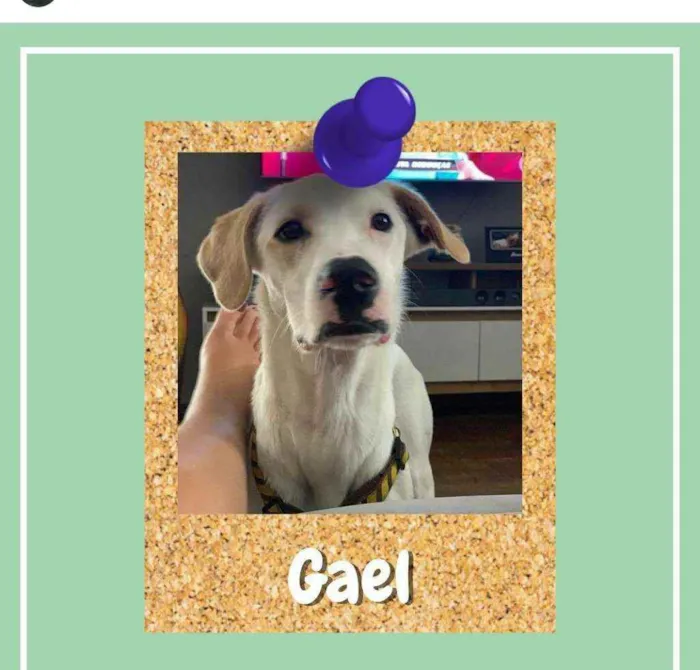 Cachorro ra a SRD-ViraLata idade 7 a 11 meses nome Gael
