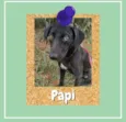 Papi