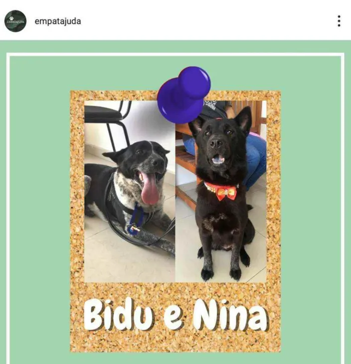 Cachorro ra a SRD-ViraLata idade 1 ano nome Bidu e Nina