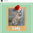 Lady