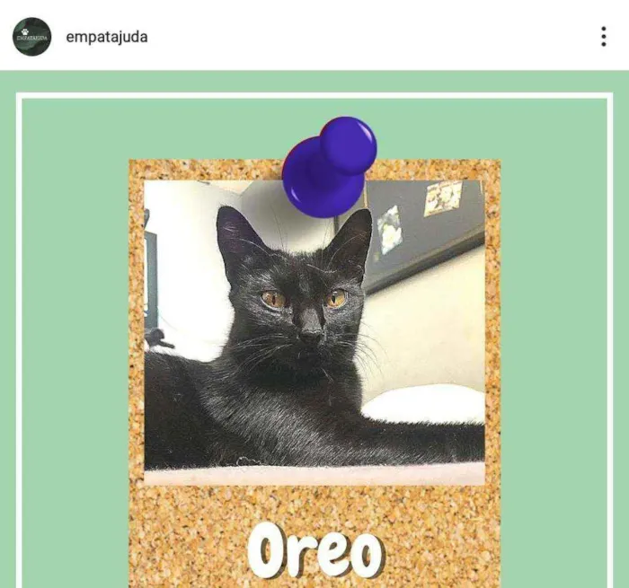 Gato ra a srd idade 7 a 11 meses nome Oreo
