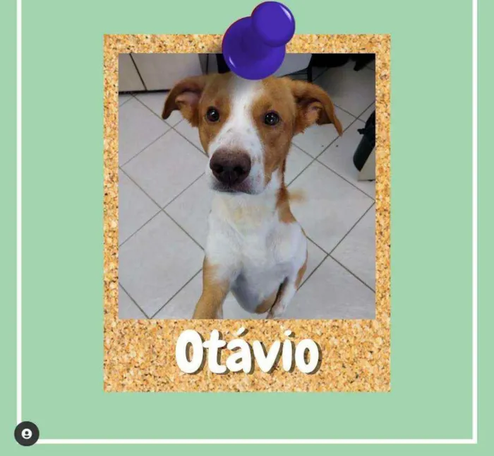 Cachorro ra a SRD-ViraLata idade 1 ano nome Otávio
