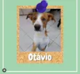 Otávio