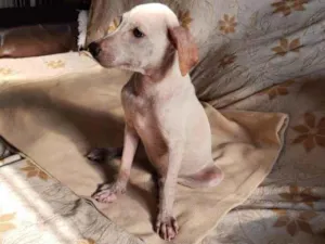 Cachorro raça SRD idade 2 a 6 meses nome Felicia