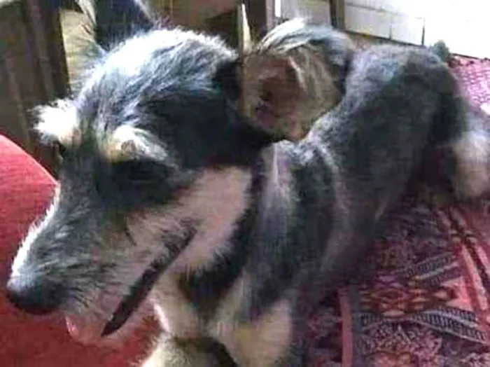 Cachorro raça SRD idade 1 ano nome Florzinha 