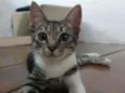 Gato raça SRD idade 2 a 6 meses nome Falco