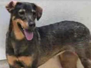 Cachorro raça Vira lata  idade 1 ano nome Mary 