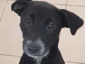 Cachorro raça  idade 1 ano nome Bebel