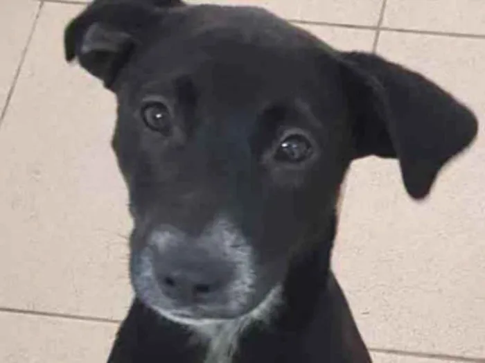 Cachorro raça  idade 1 ano nome Bebel