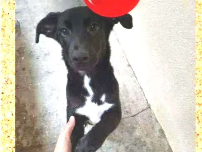 Cachorro ra a SRD-ViraLata idade 2 a 6 meses nome Pandora