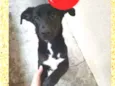 Pandora