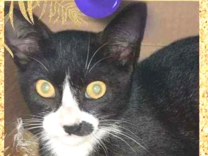 Gato ra a srd idade 2 a 6 meses nome speed