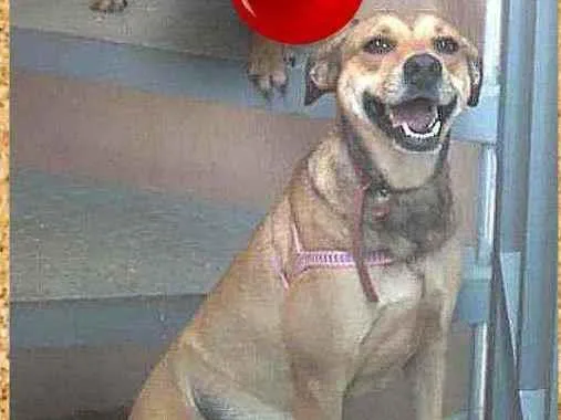 Cachorro ra a SRD-ViraLata idade 2 anos nome Lady