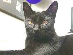 Gato raça srd idade 7 a 11 meses nome Oreo