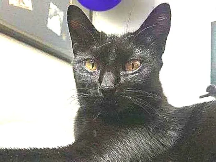 Gato ra a srd idade 7 a 11 meses nome Oreo