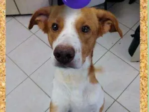 Cachorro raça SRD-ViraLata idade 1 ano nome Otávio
