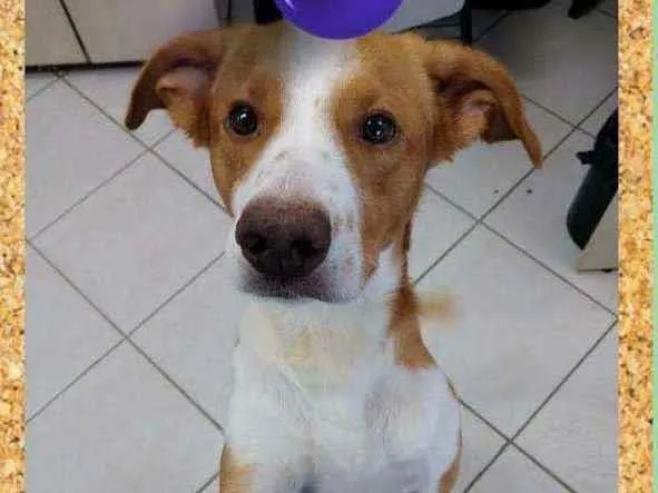 Cachorro ra a SRD-ViraLata idade 1 ano nome Otávio