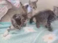 Gatos