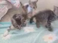 Gatos