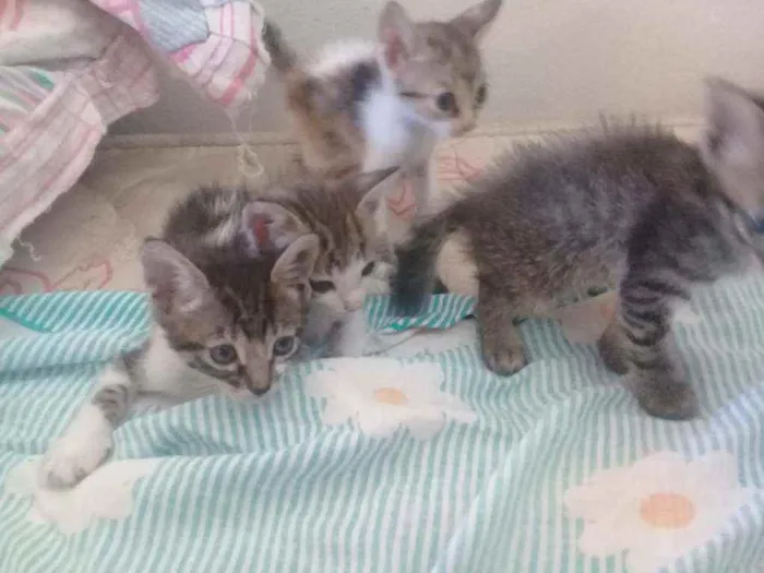 Gato raça Vira lata idade 2 a 6 meses nome Gatos