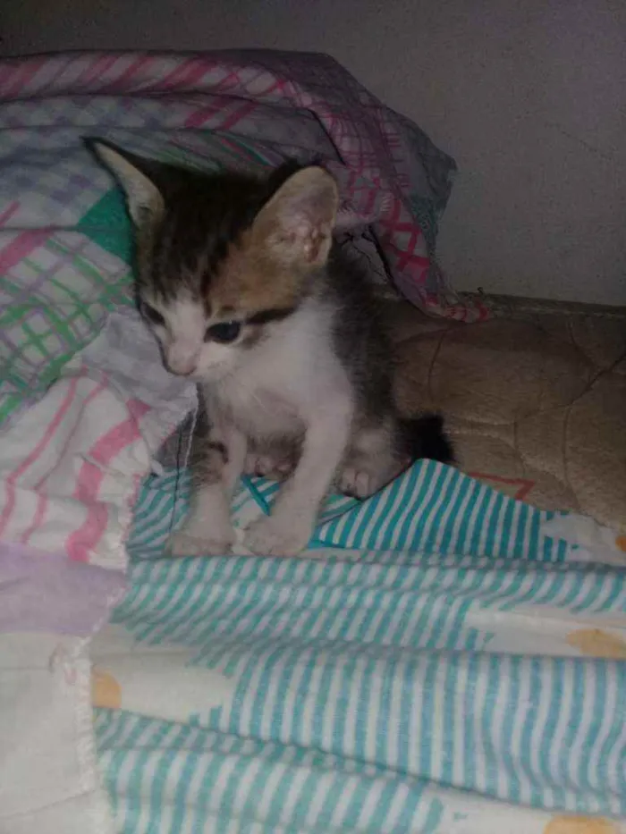 Gato raça Vira lata idade 2 a 6 meses nome Gatos