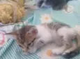 Gatos