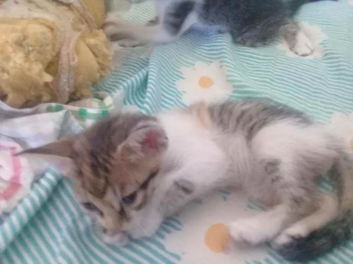 Gato raça Vira lata idade 2 a 6 meses nome Gatos