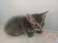 Gatos