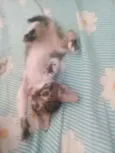 Gatos