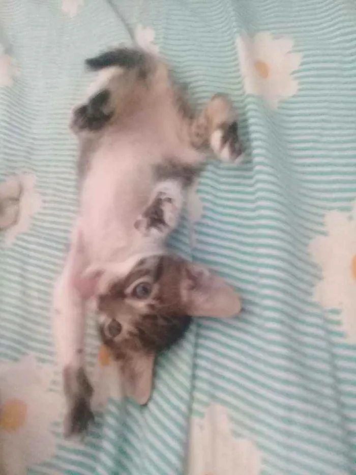 Gato raça Vira lata idade 2 a 6 meses nome Gatos