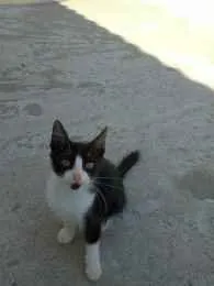 Gato ra a  idade Abaixo de 2 meses nome amora