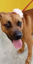 Cachorro raça SRD-ViraLata idade 2 anos nome RAIKA