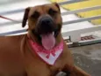 Cachorro raça SRD-ViraLata idade 2 anos nome RAIKA