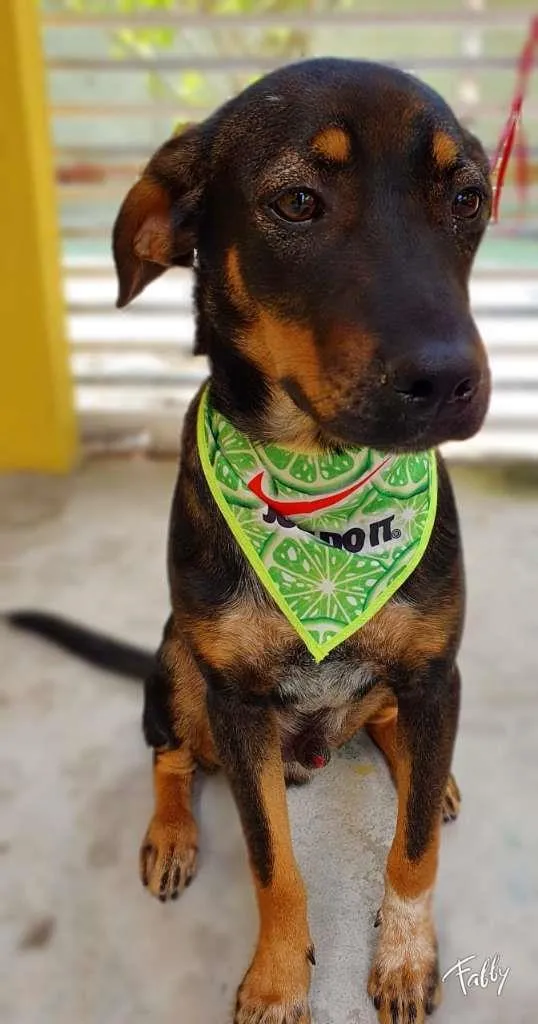 Cachorro raça SRD-ViraLata idade 2 a 6 meses nome NEYMAR