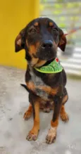 Cachorro raça SRD-ViraLata idade 2 a 6 meses nome NEYMAR