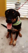 Cachorro raça SRD-ViraLata idade 2 a 6 meses nome NEYMAR